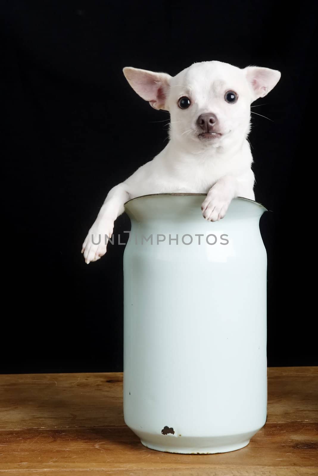 A chihuahua posing for the camera