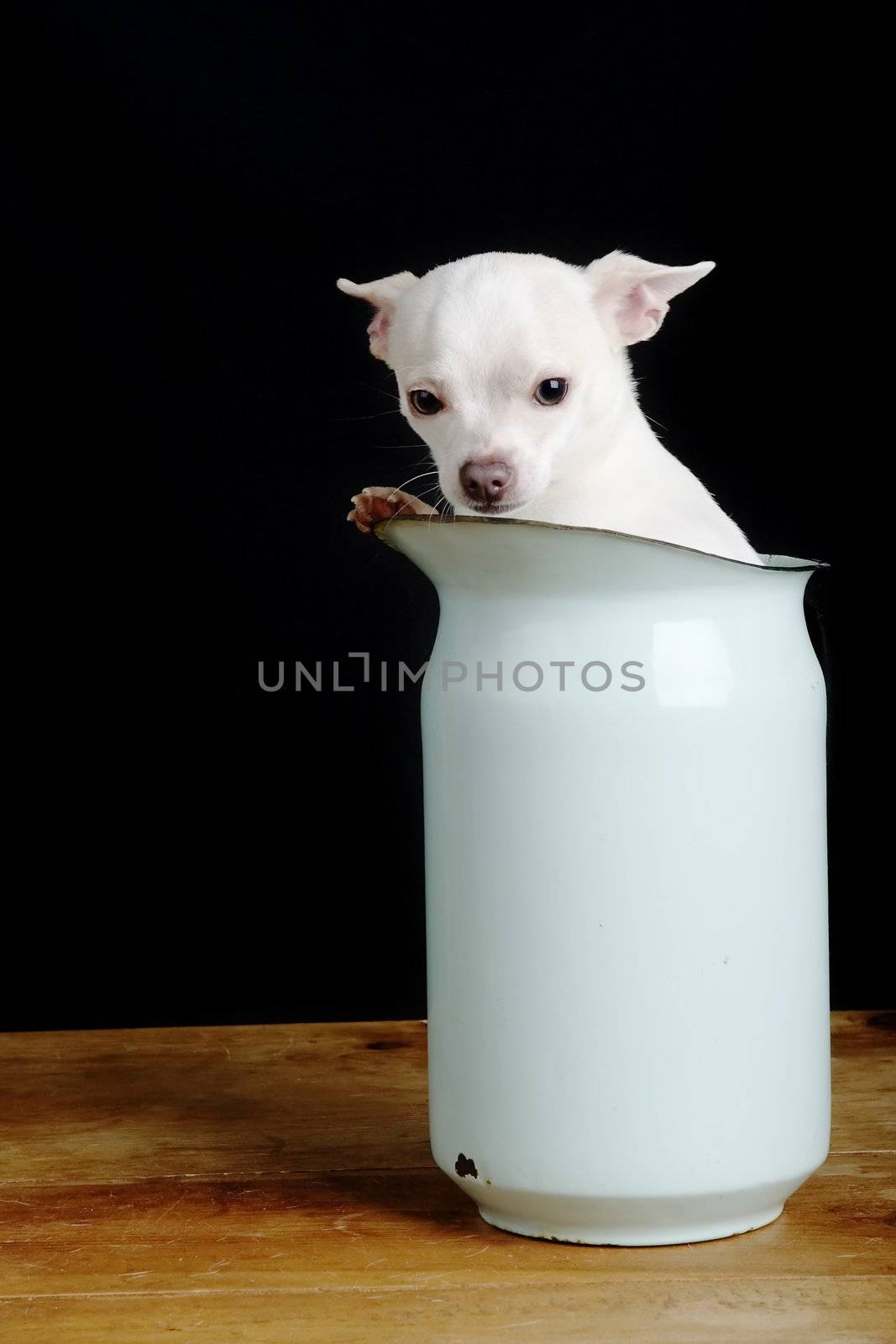 A Chihuahua giving the 'what are you looing at' look.