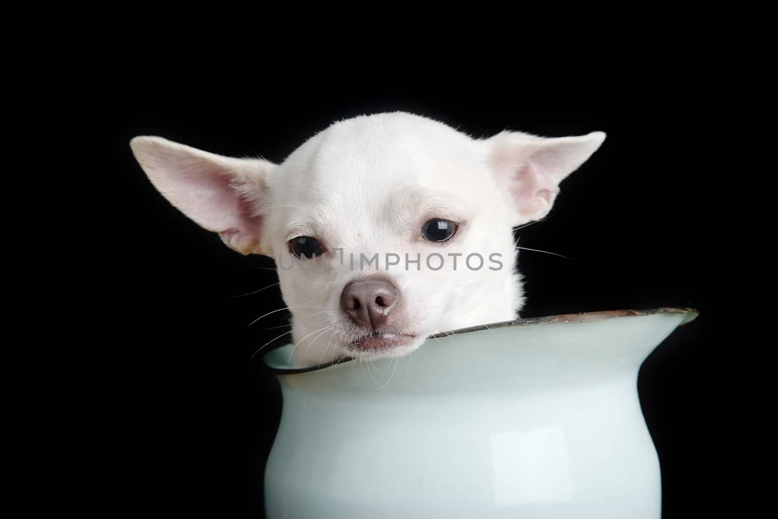 A chihuahua looking sad.