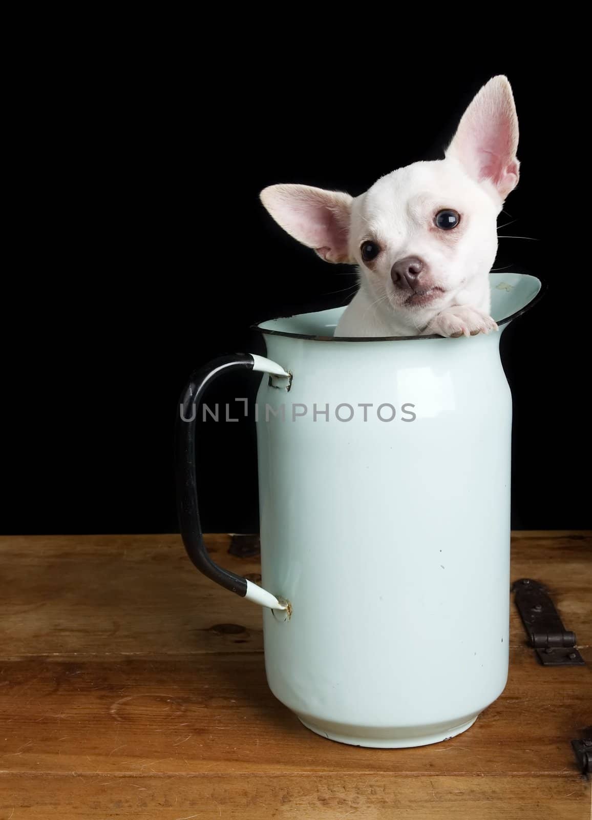 A sad chihuahua posing for the camera