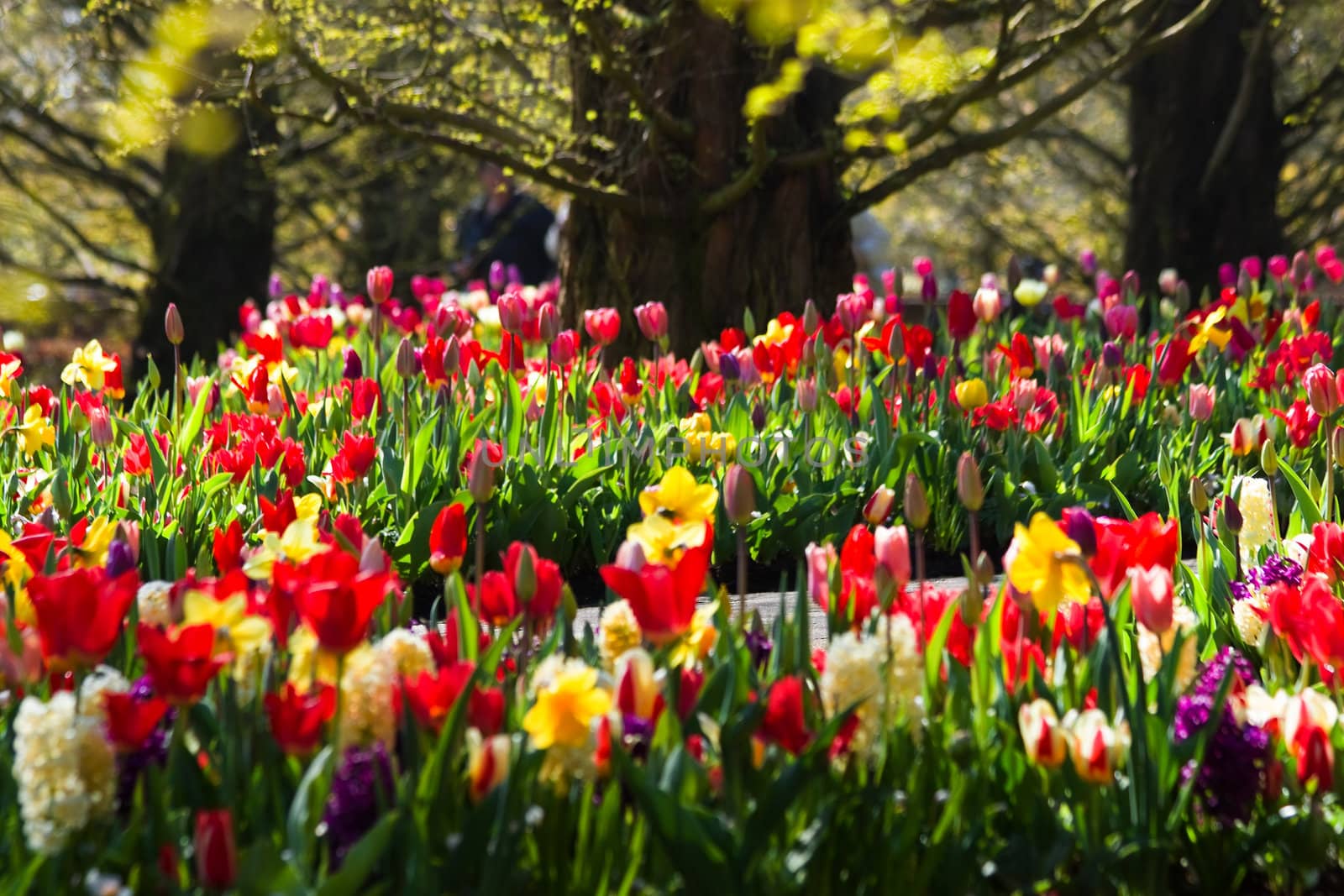 Springtime in the park by Colette