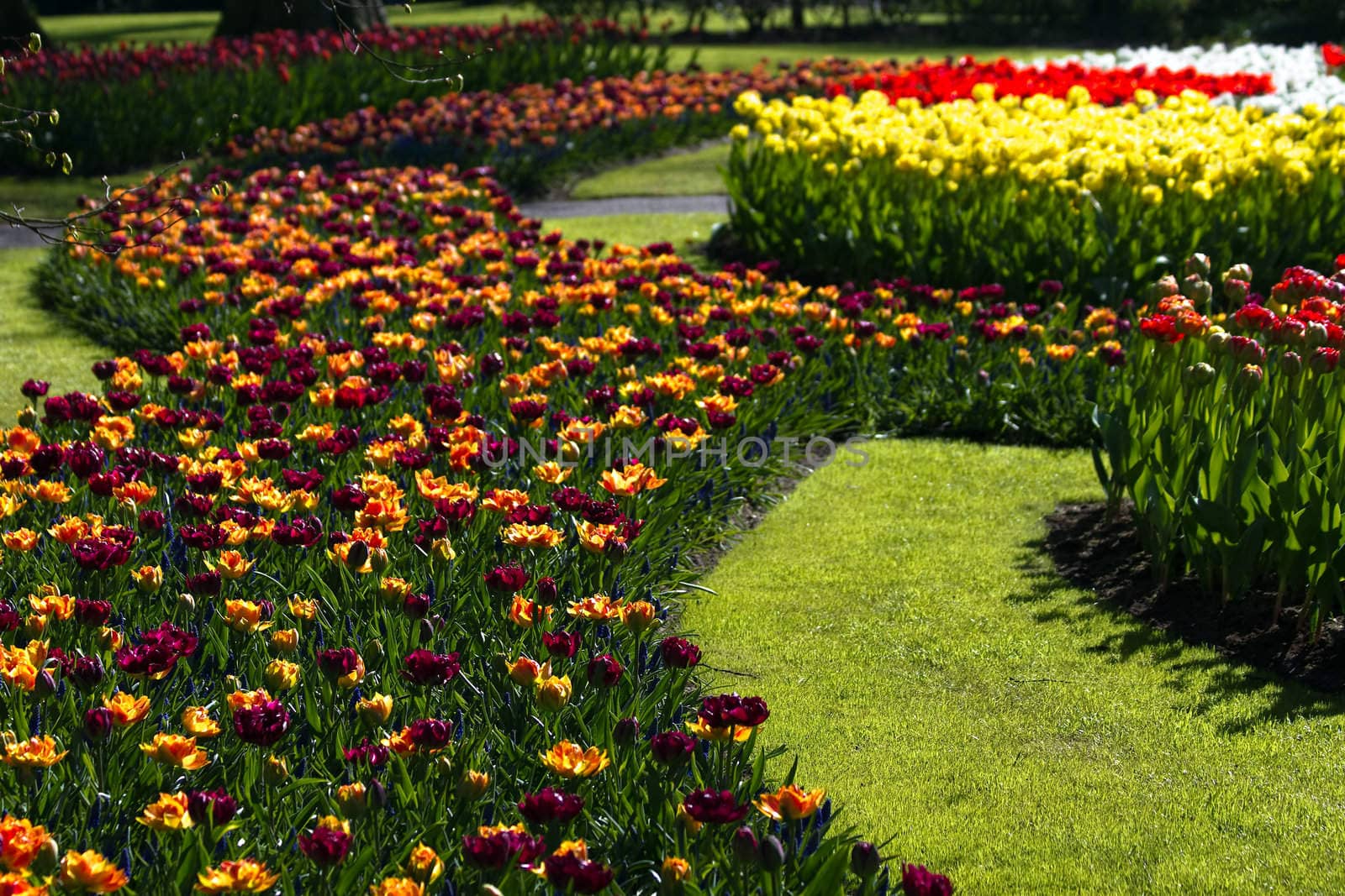 Tulips in many beautiful colors in spring in park