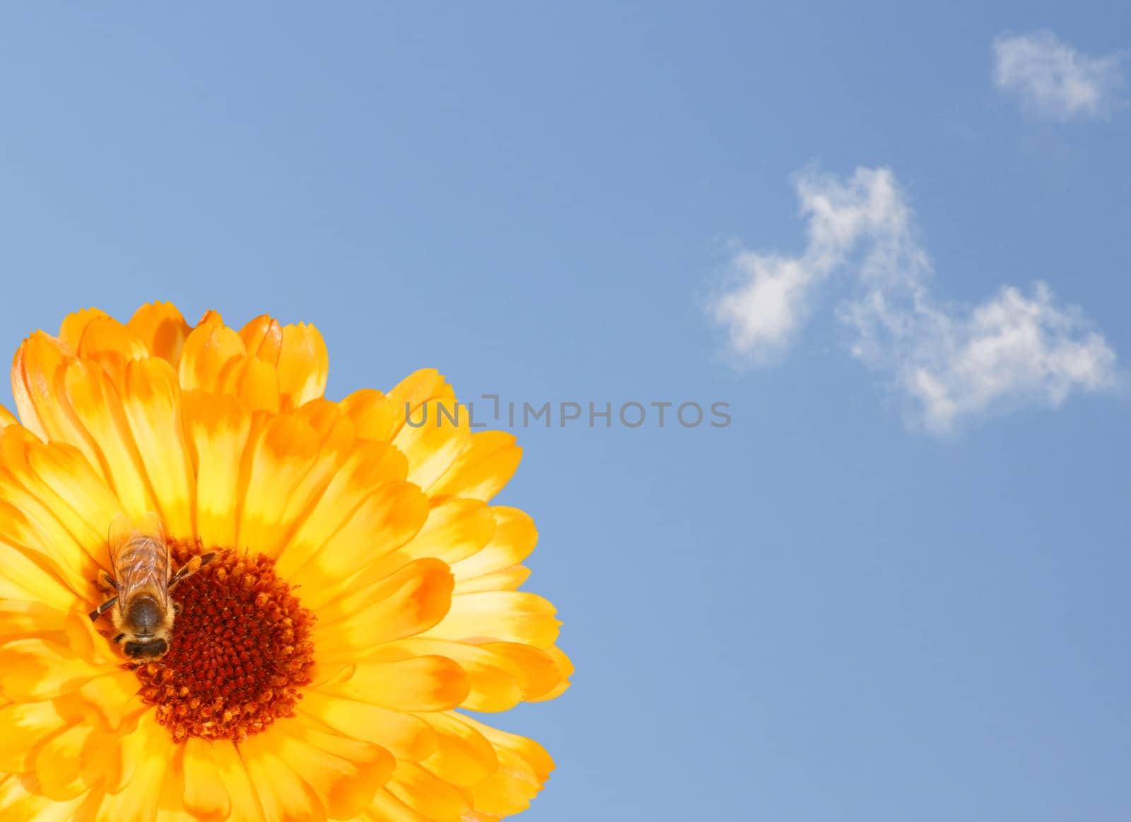 This image shows a macro from a marigold with bee and sky