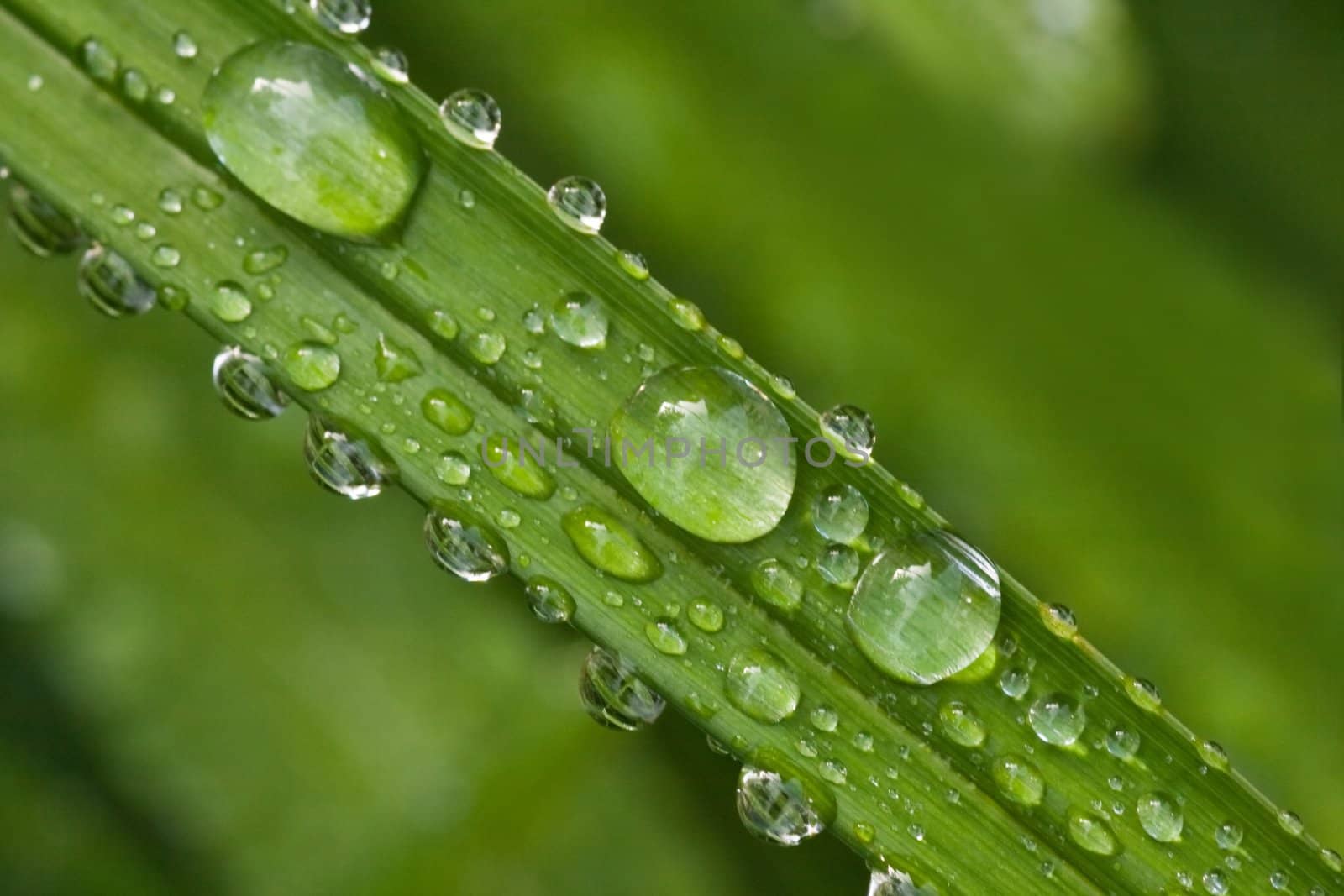 Green leaf with drops in summer after the rain