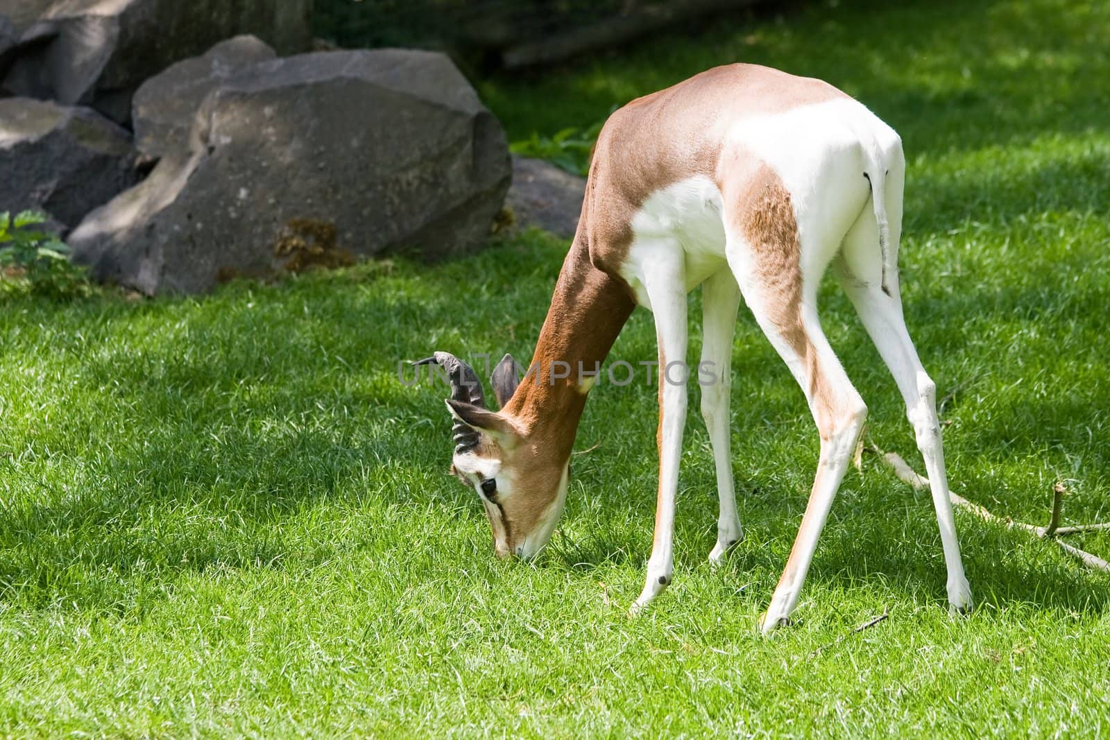 Mhorr gazella eating grass in the sun