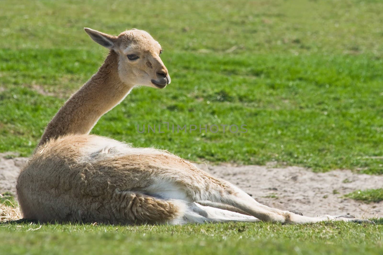 Vicuna resting on the sand in the sun