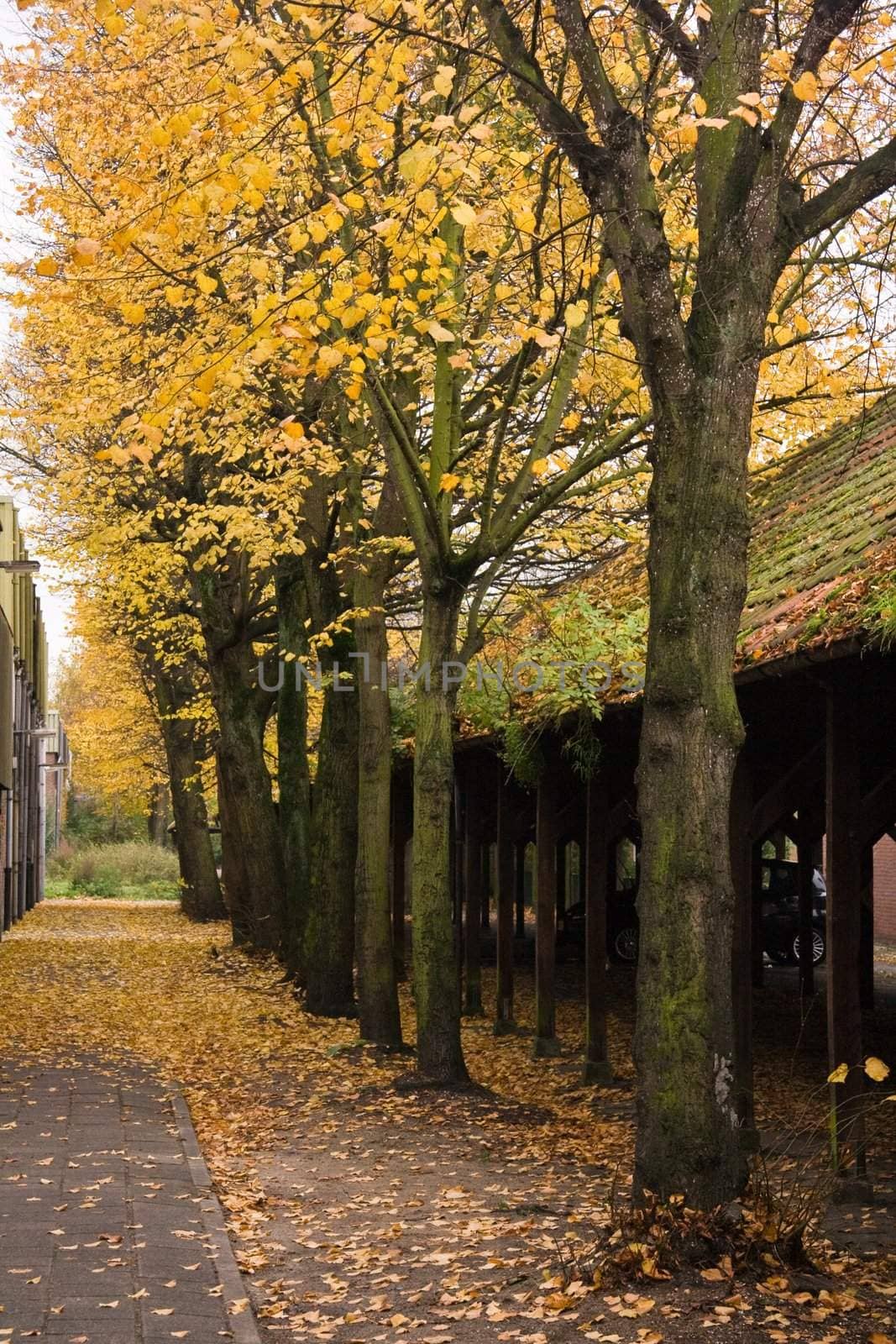 Autumn urban view with trees and old buildings