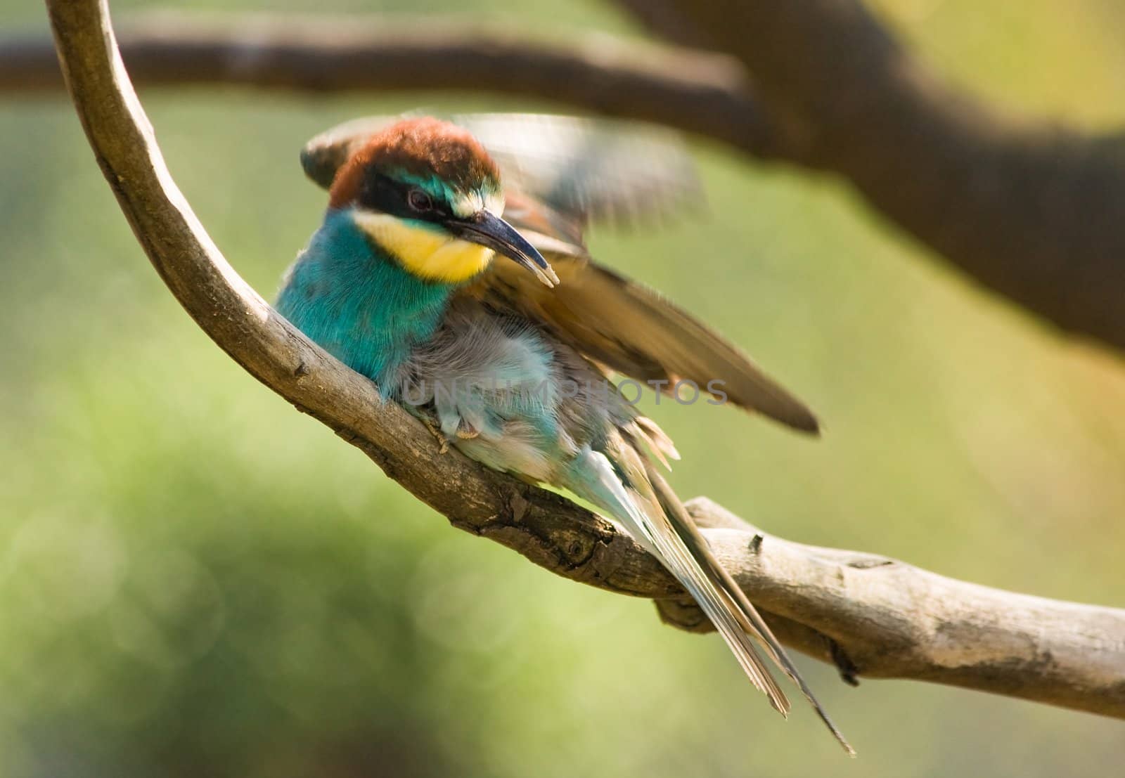 Bee-eater making toilet sitting on a branch