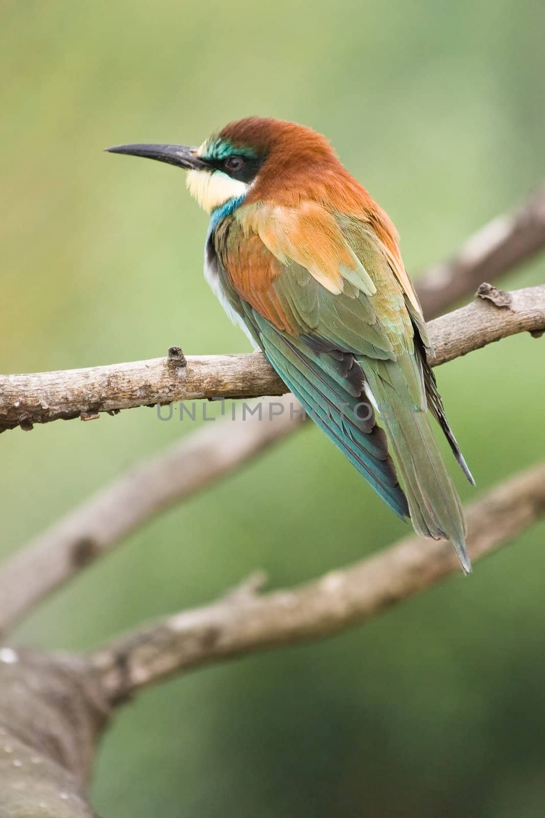 European Bee-eater resting on a branch