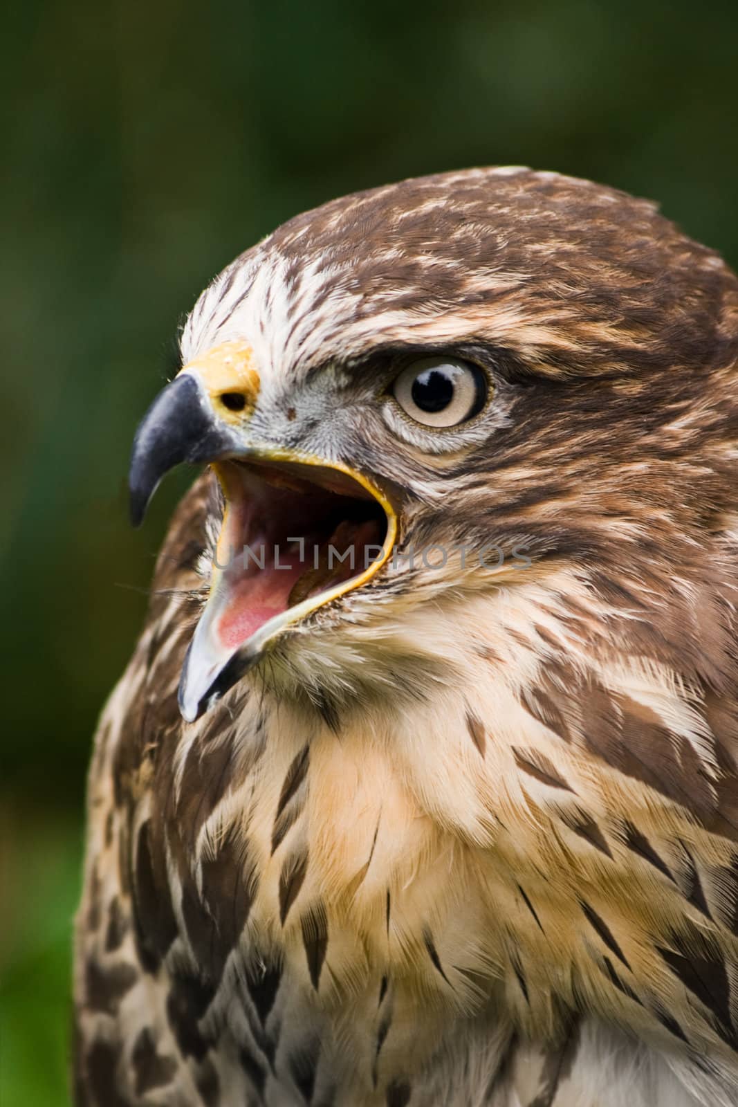 Screaming buzzard by Colette