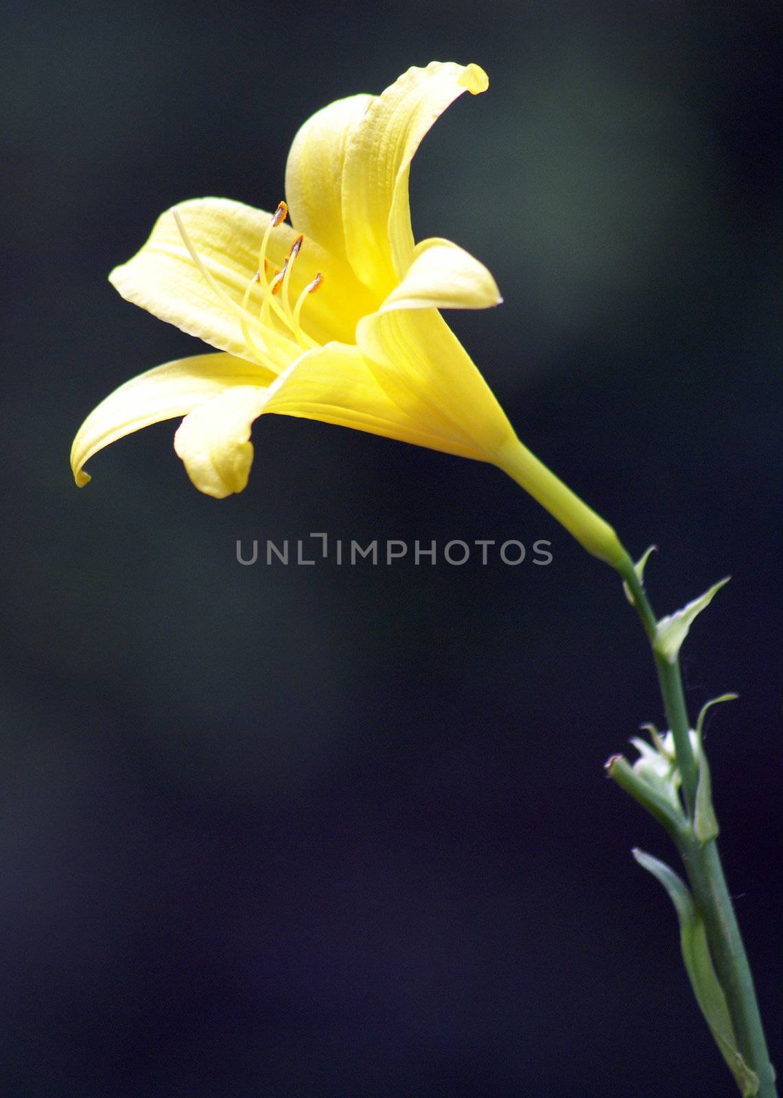 An early spring flower on a contrasting background.