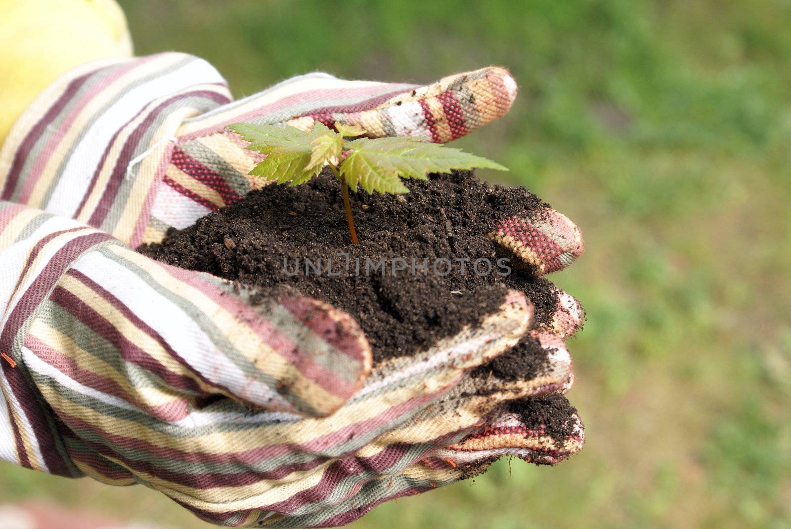 A gardener protects the new life of a tree in the palm of her hands.