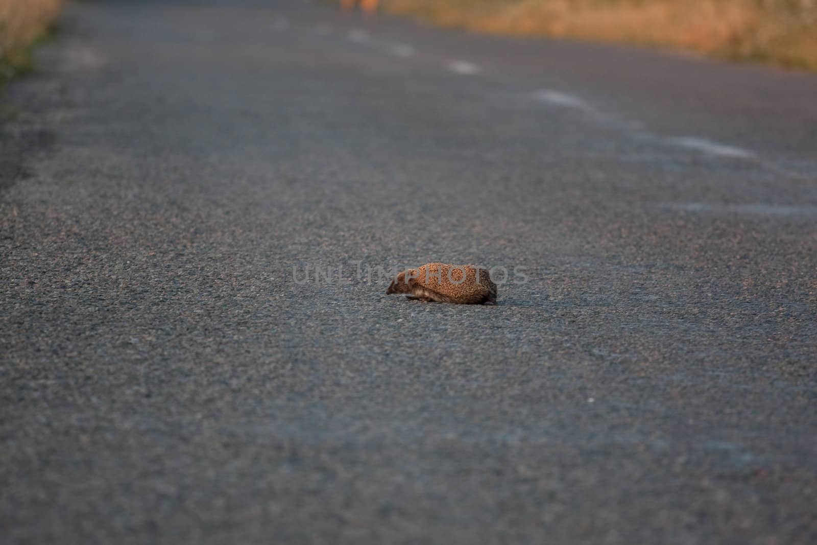 Little Hedgehog crossing the road.