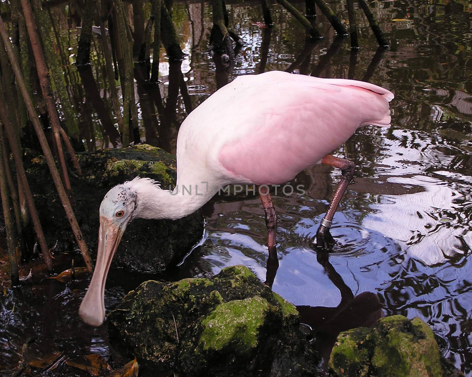 Roseate spoonbill feeding in Florida