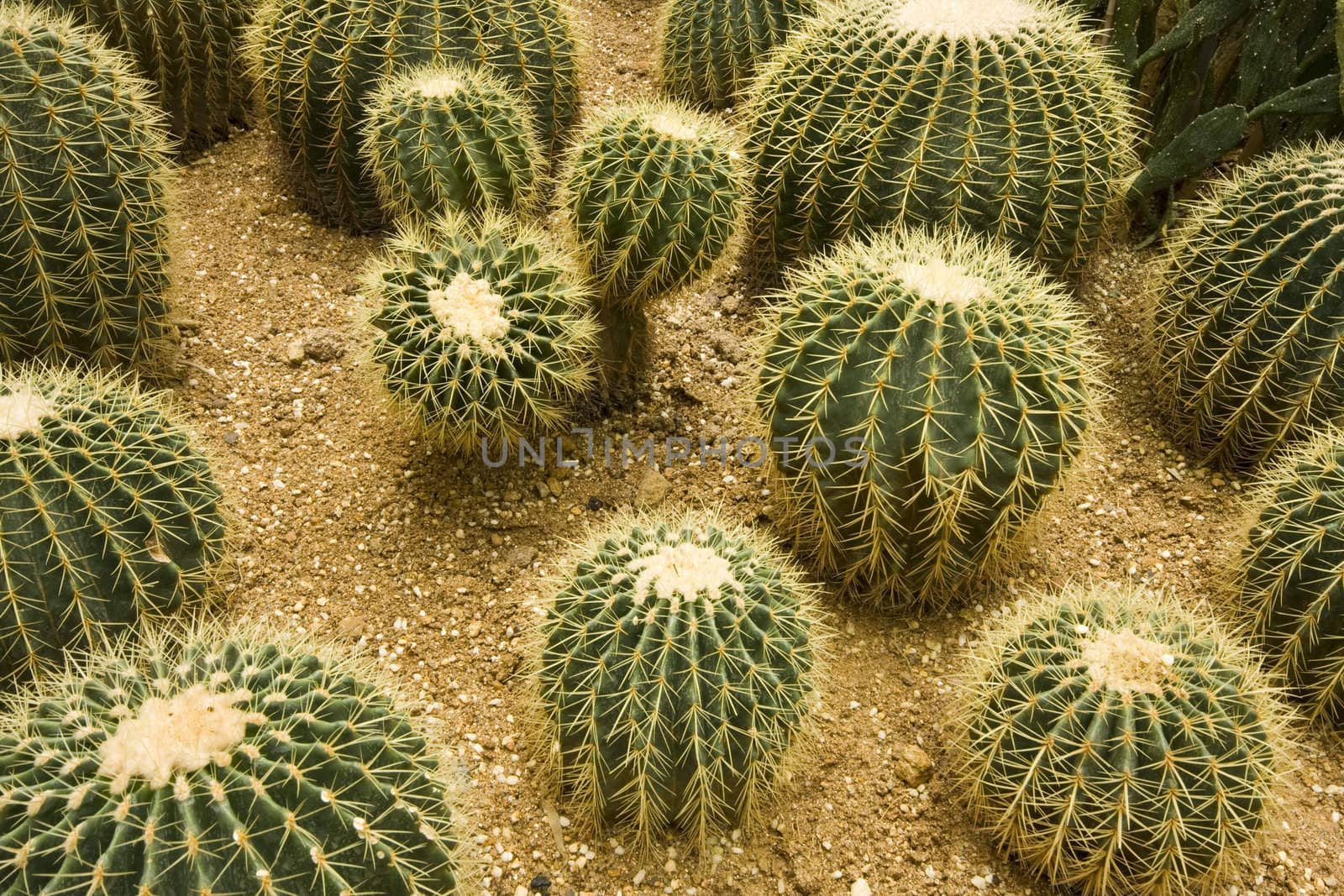 Cactus garden  by cozyta