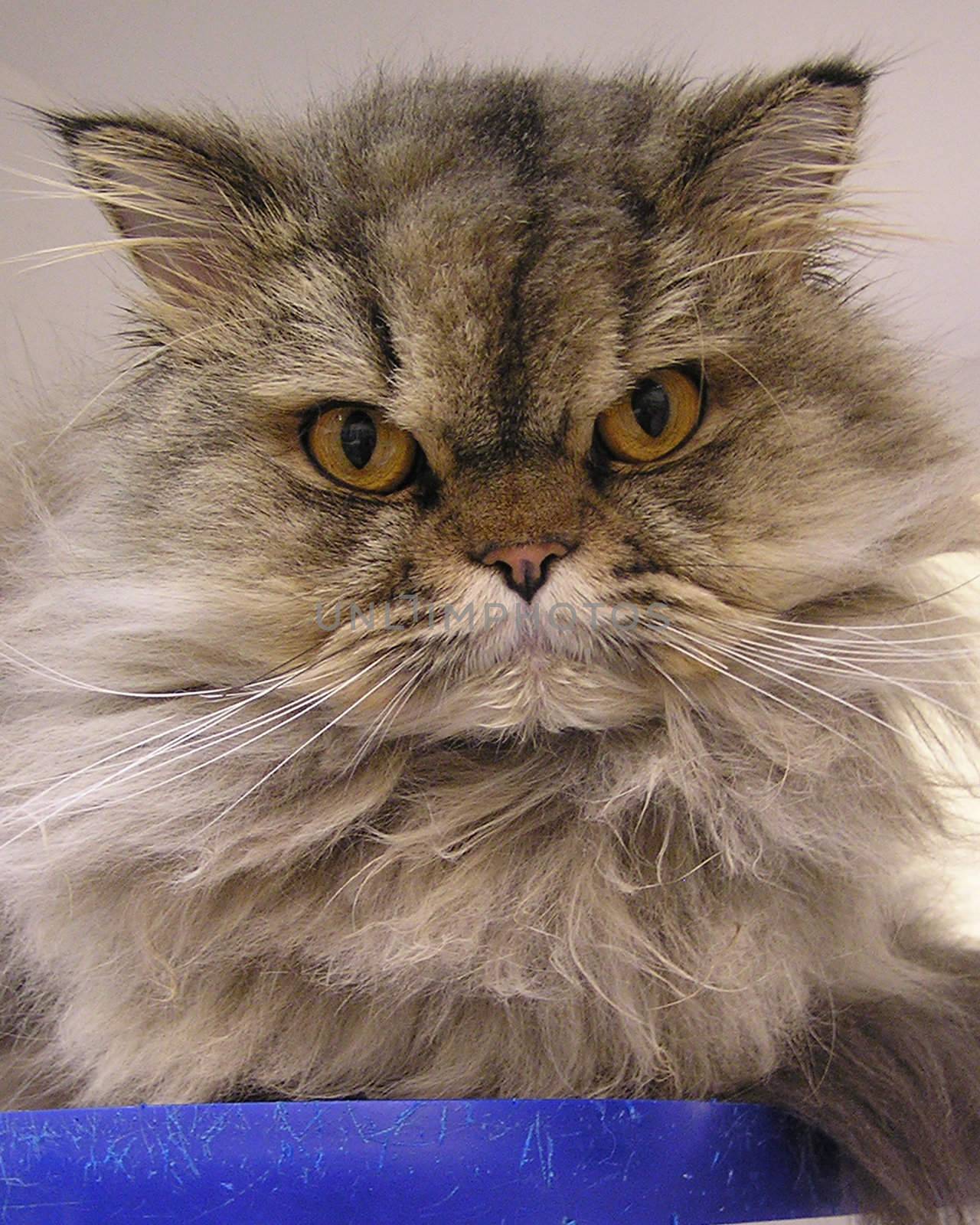 Photo of a Persian Cat