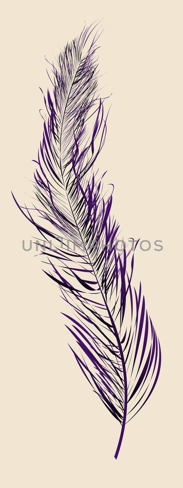 Purple feather by Lirch