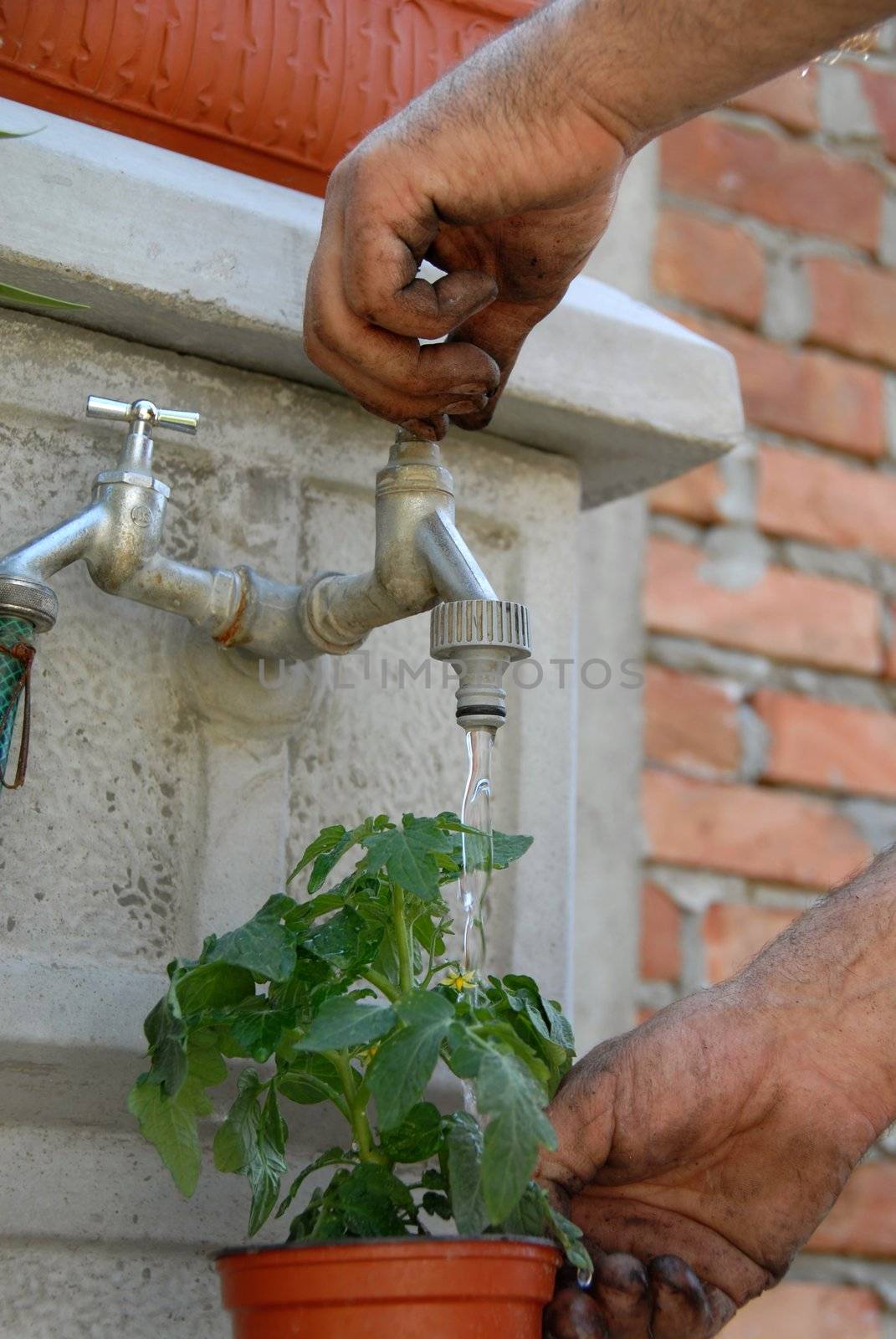 dirty hand pouring water into pot with young green tomato plant