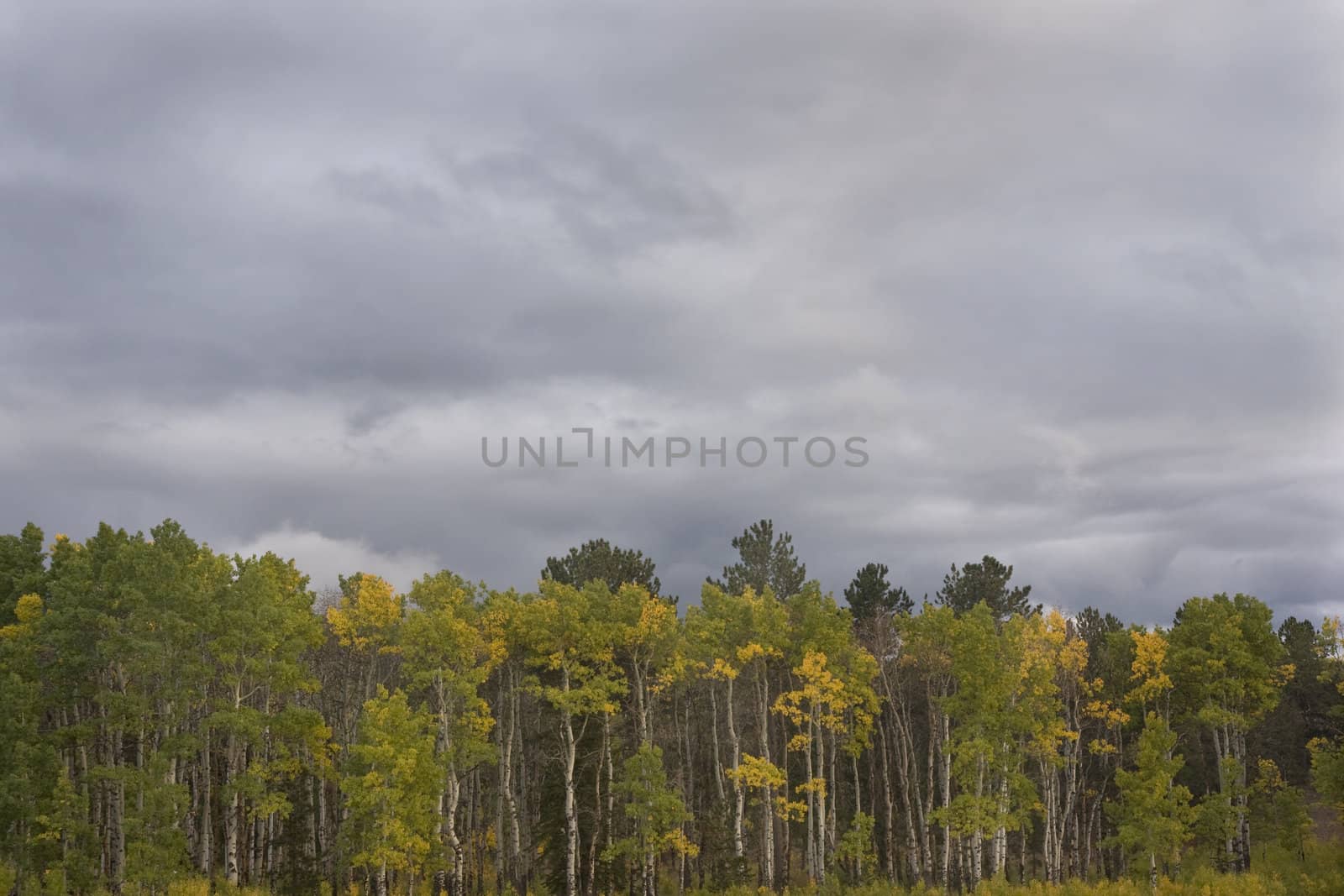 aspen grove turning gold by PixelsAway