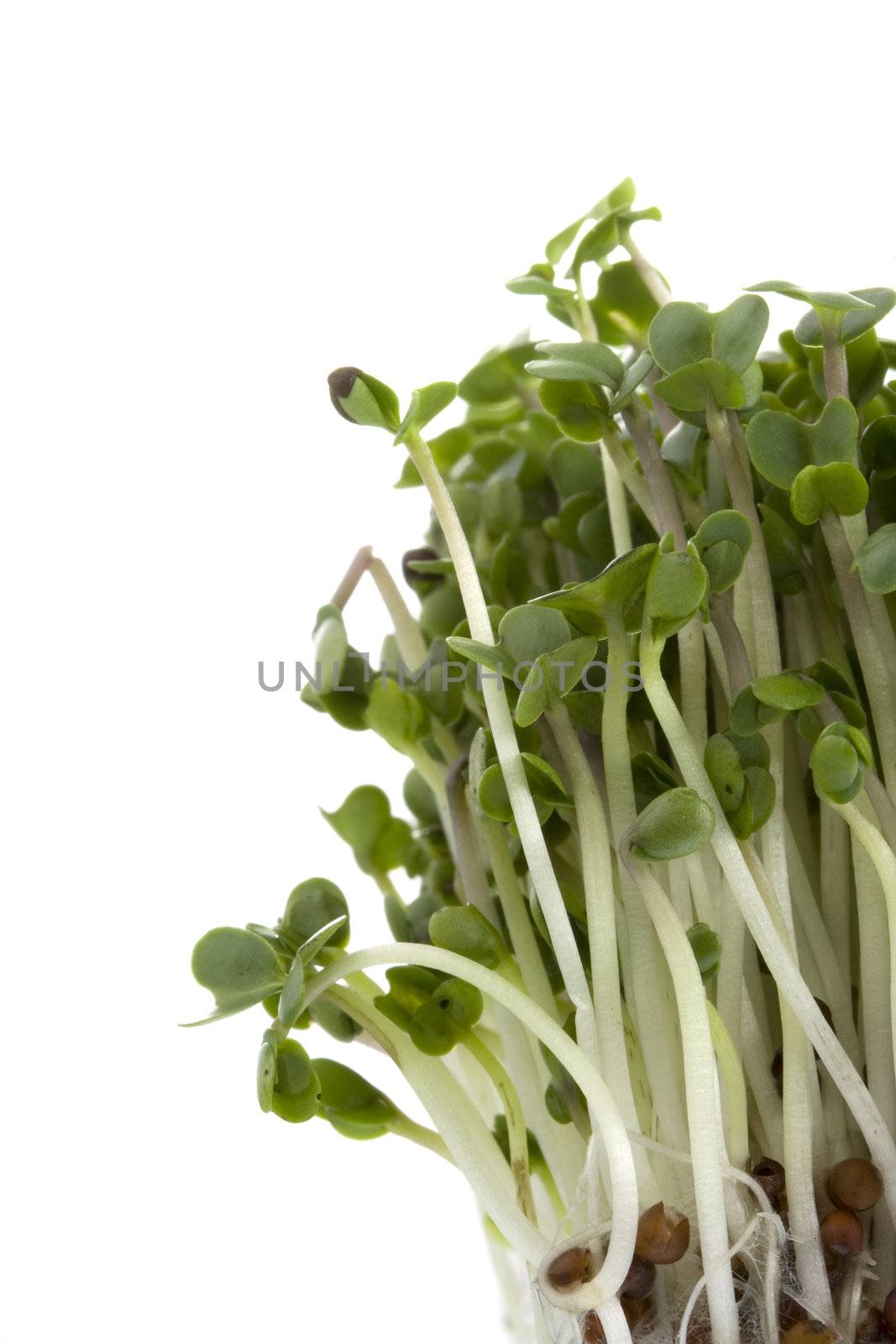 Macro shot of broccoli sprouts growing isolated on white