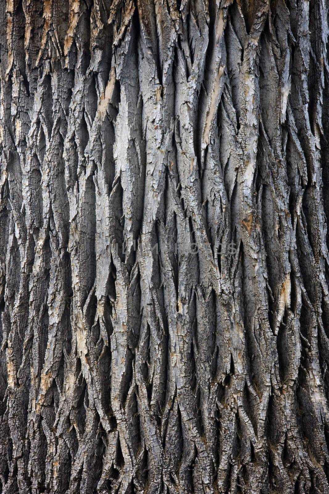 giant cottonwood tree trunk by PixelsAway