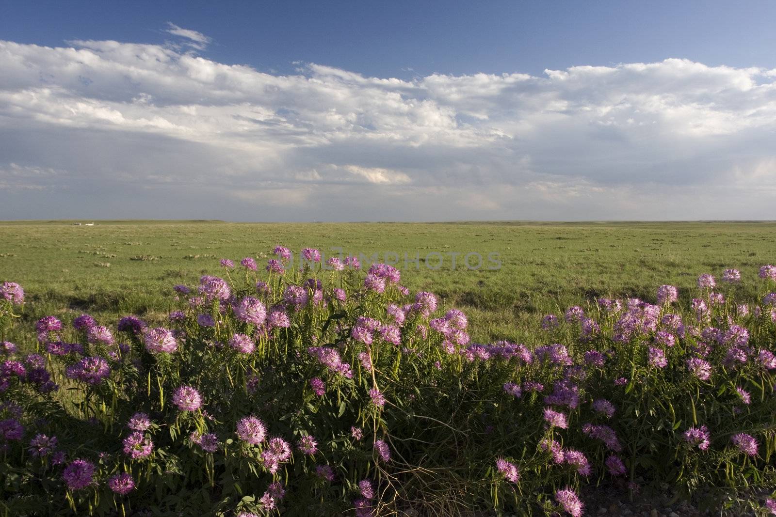 wildflowers and short grass prairie in Colorado by PixelsAway