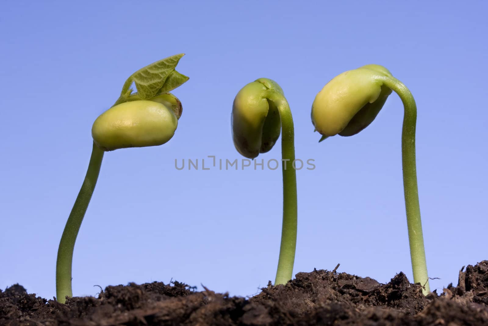 Three bean seeds germinating shot against blue sky