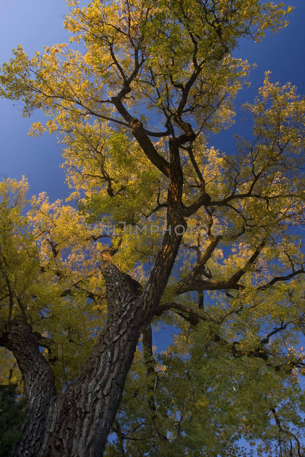 giant cottonwood tree with golden leaves looking up against blue sky, light breeze
