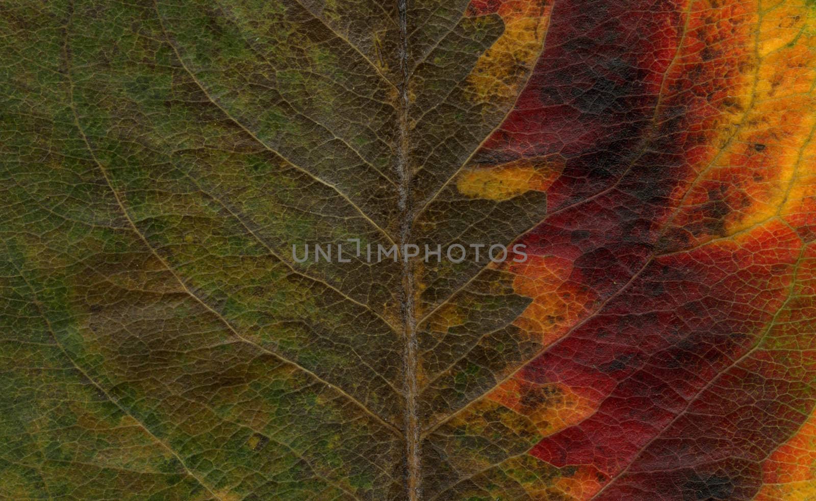 macro shot of asian pearl tree leaf showing colors from green to yellow and red