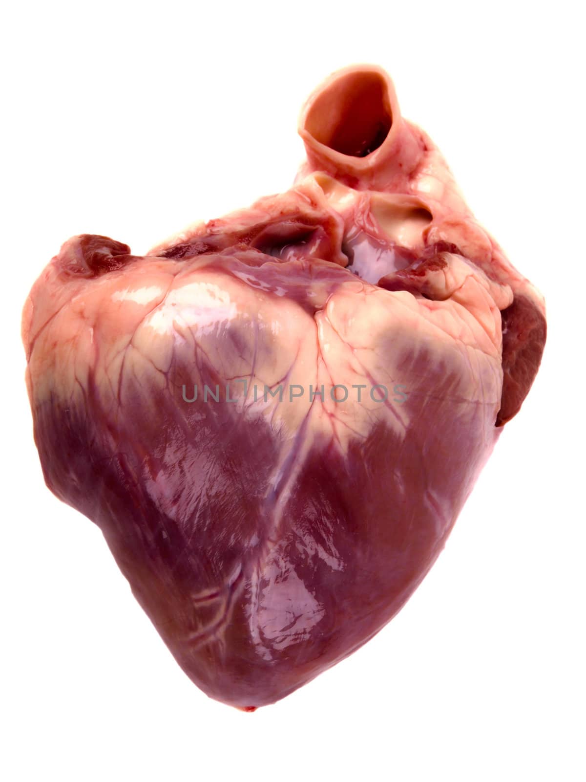 pig heart. Close up on white background
