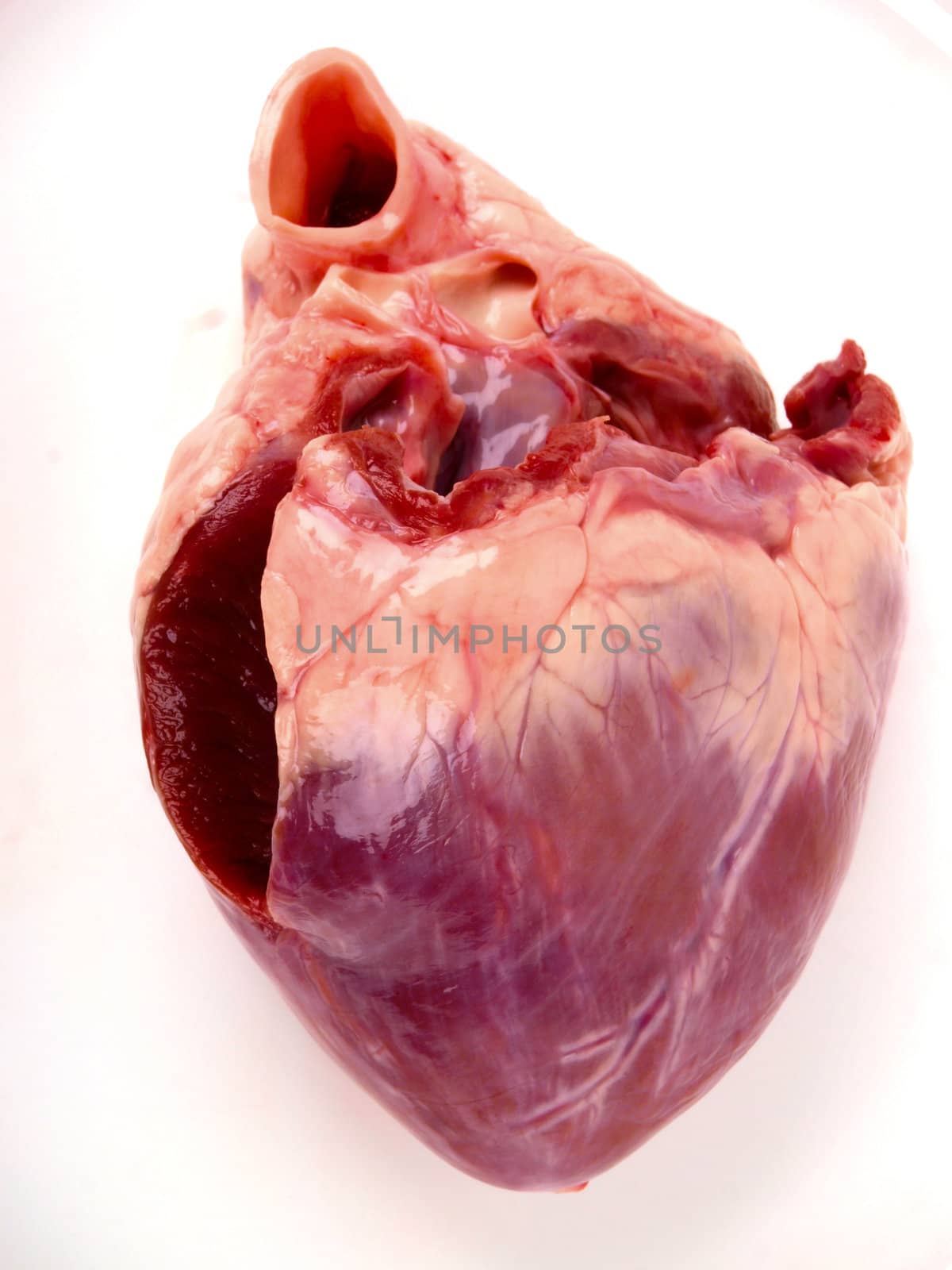 pig heart. Close up on white background