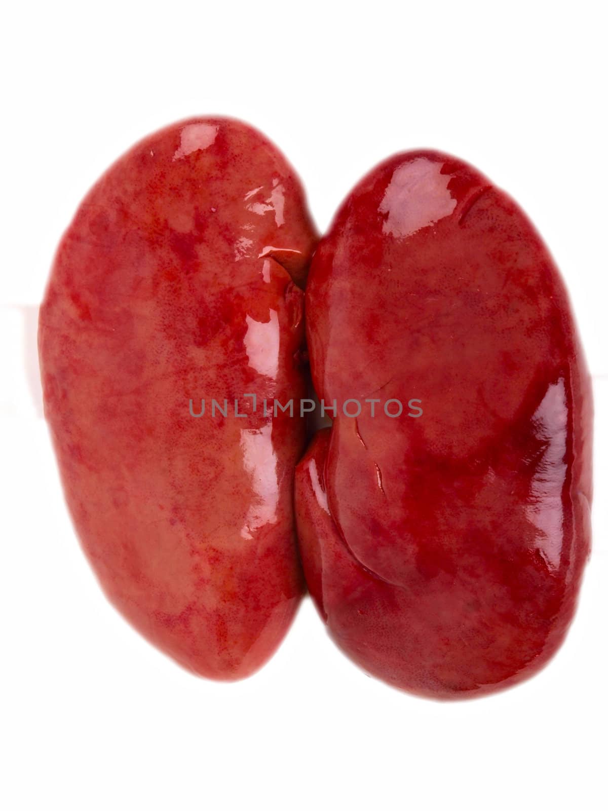 Pig kidney. Close up on white background