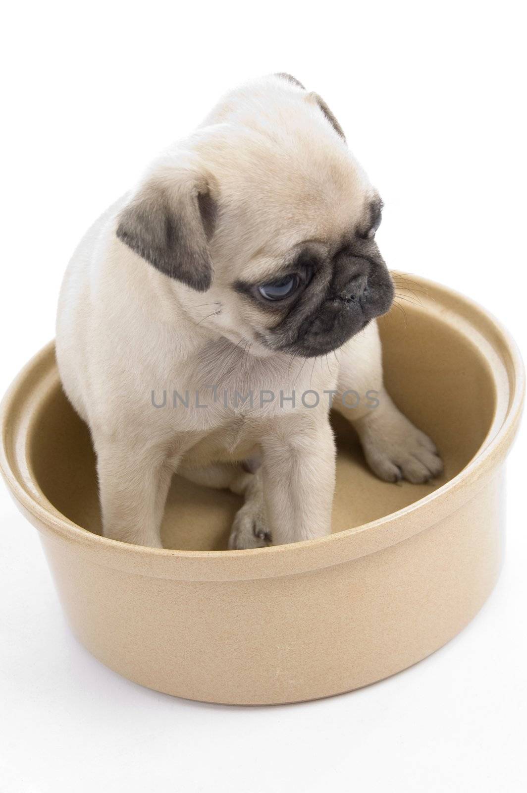 small puppy in bowl on an isolated  white background