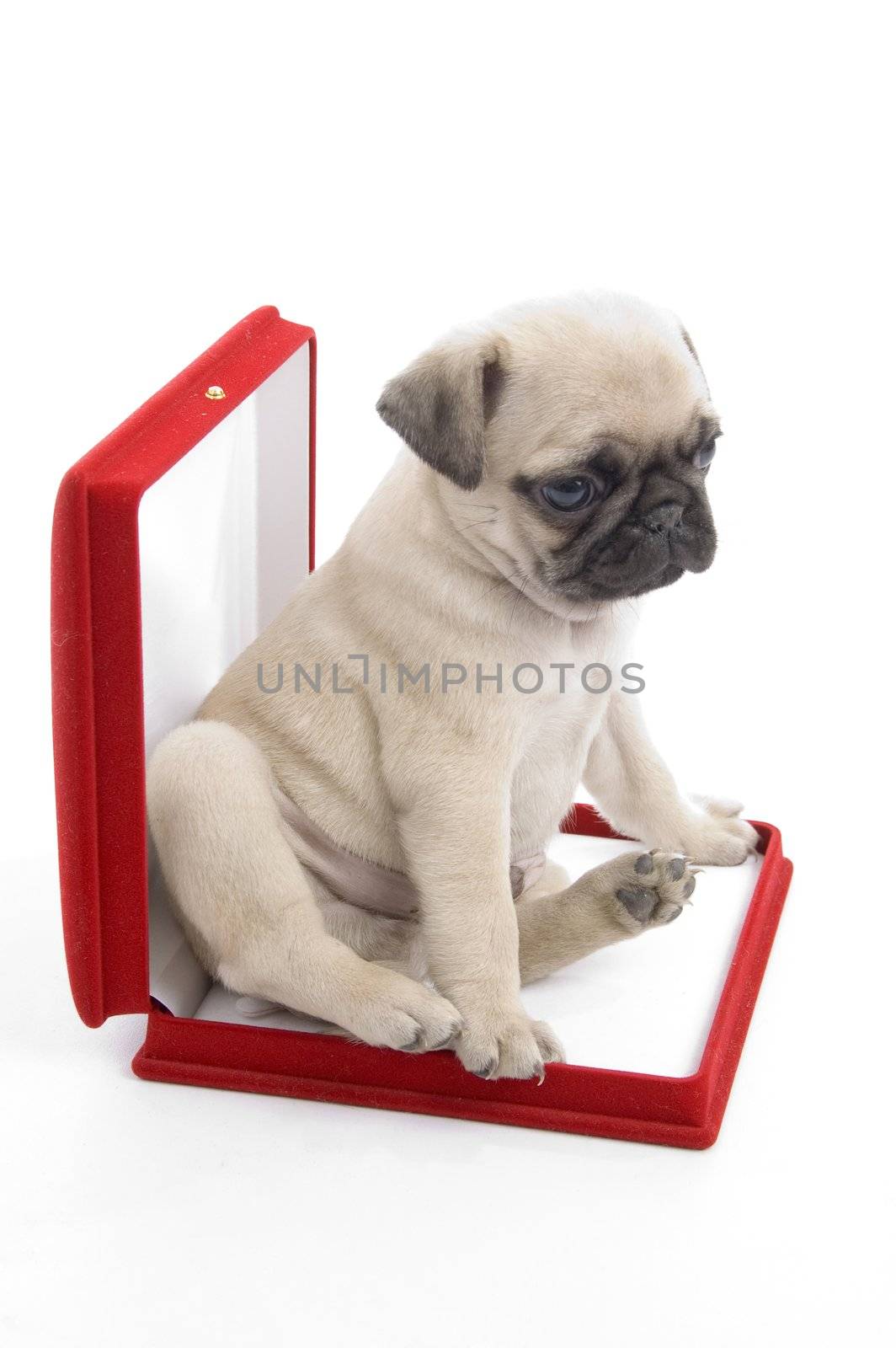 cute puppy in necklace box by imagerymajestic