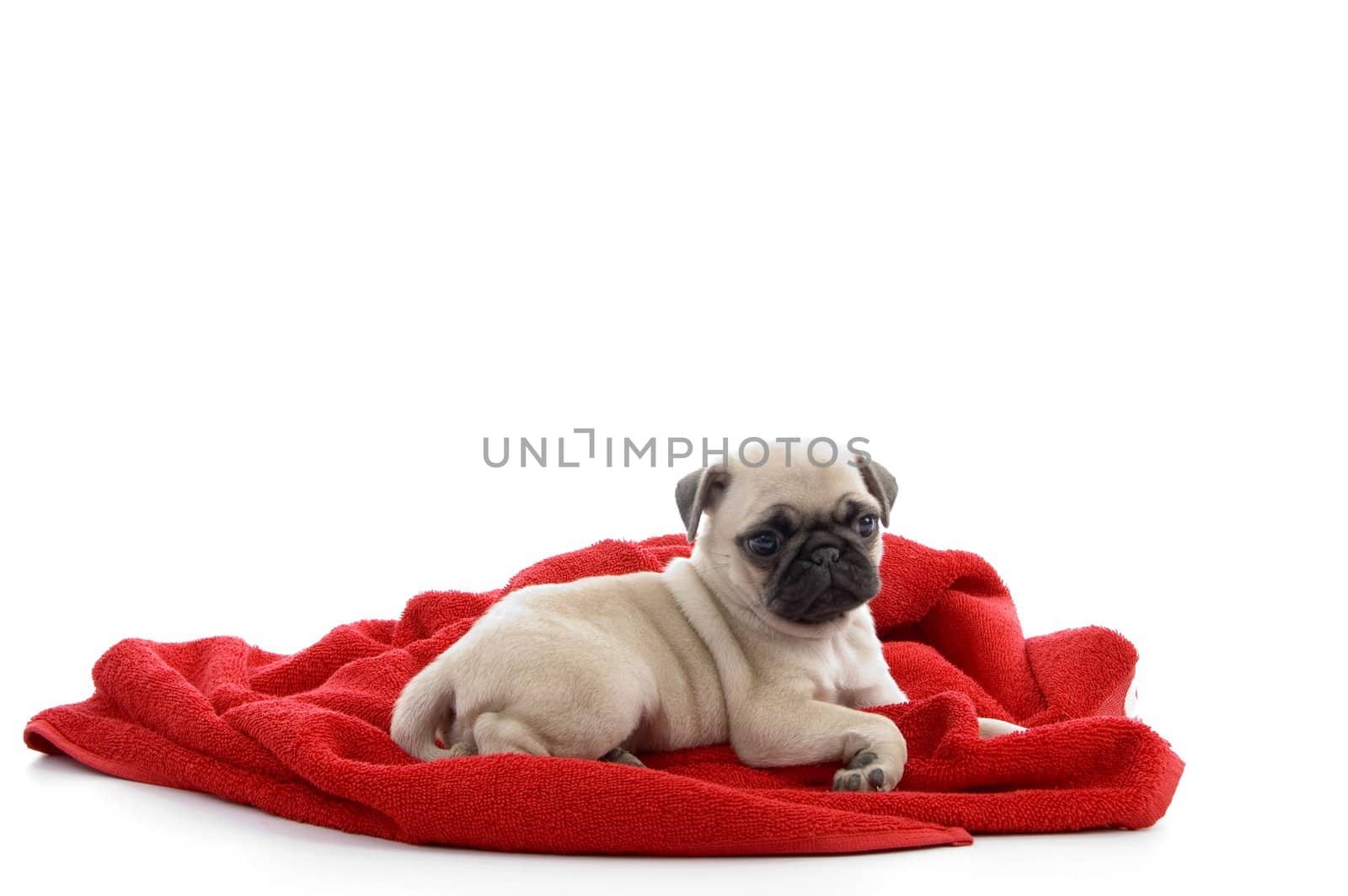 little puppy sitting on towel on an isolated background