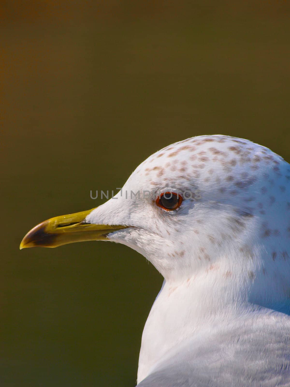 Seagul close up. Brown background. Only head showing  by dotweb