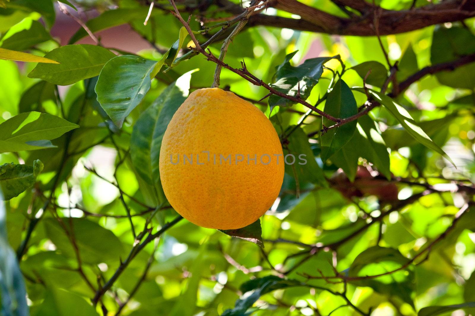 Orange tree by raliand