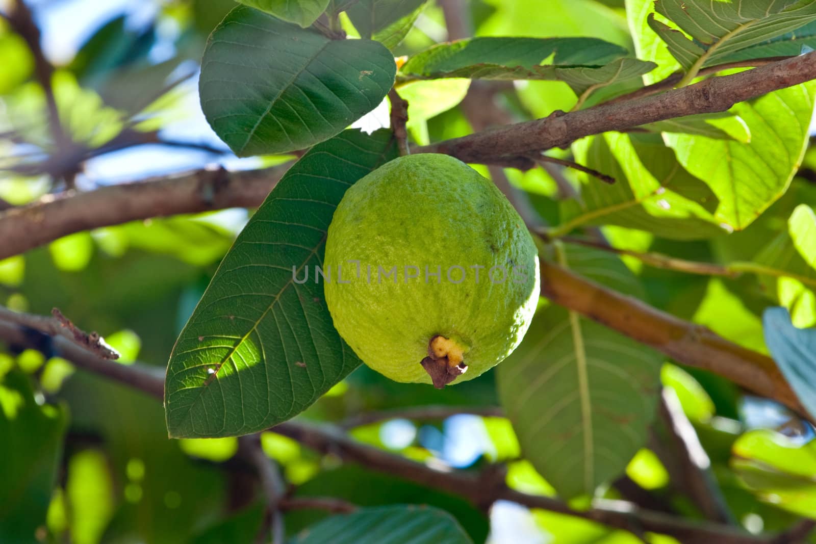 Close up on a guava on a tree