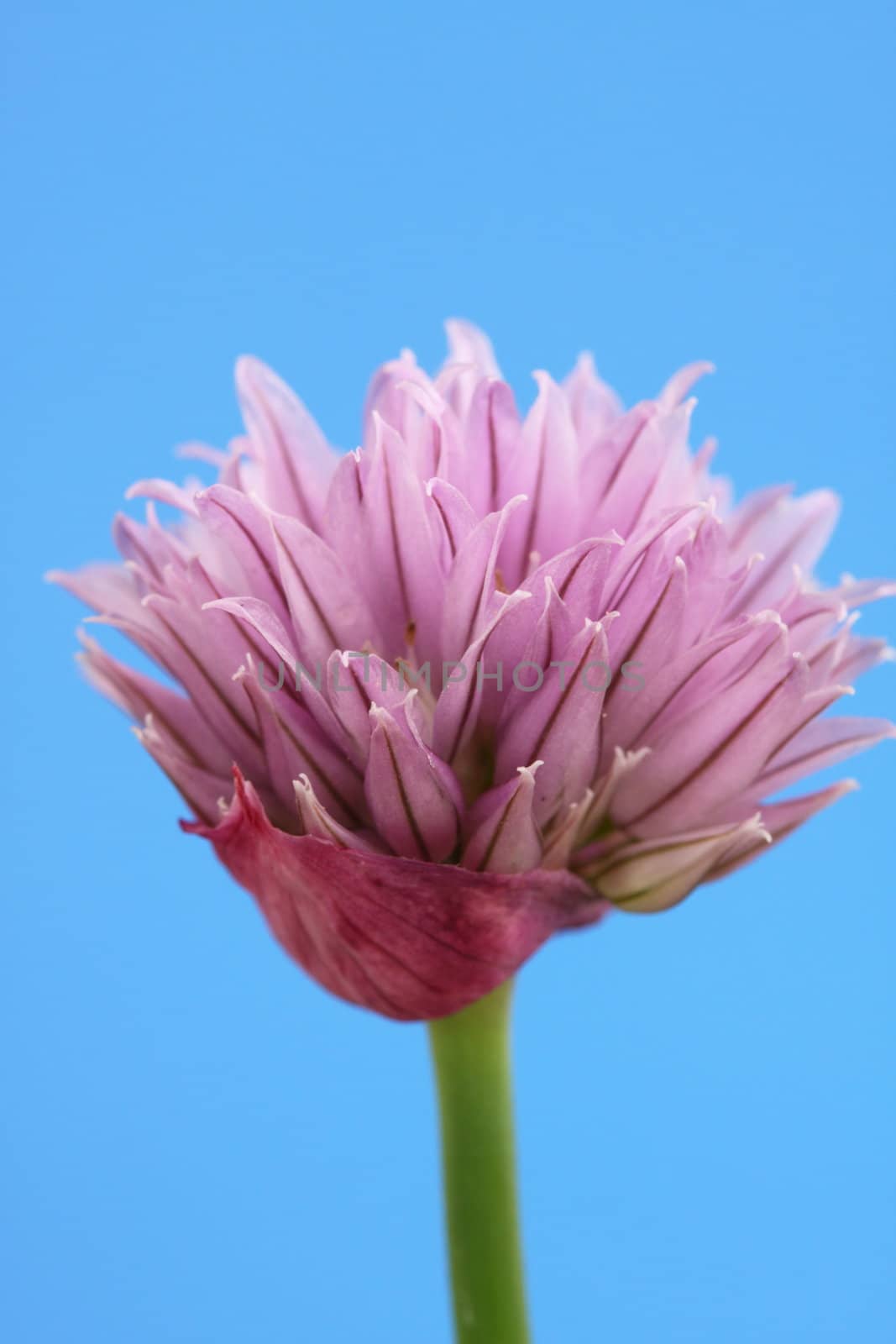 chive flower