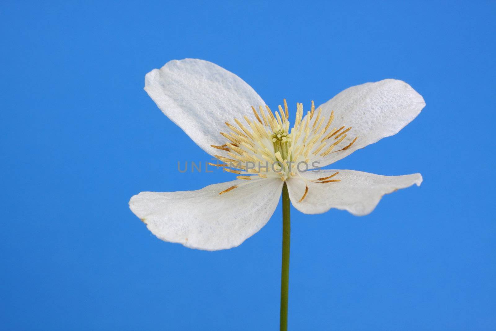 clematis montana alba