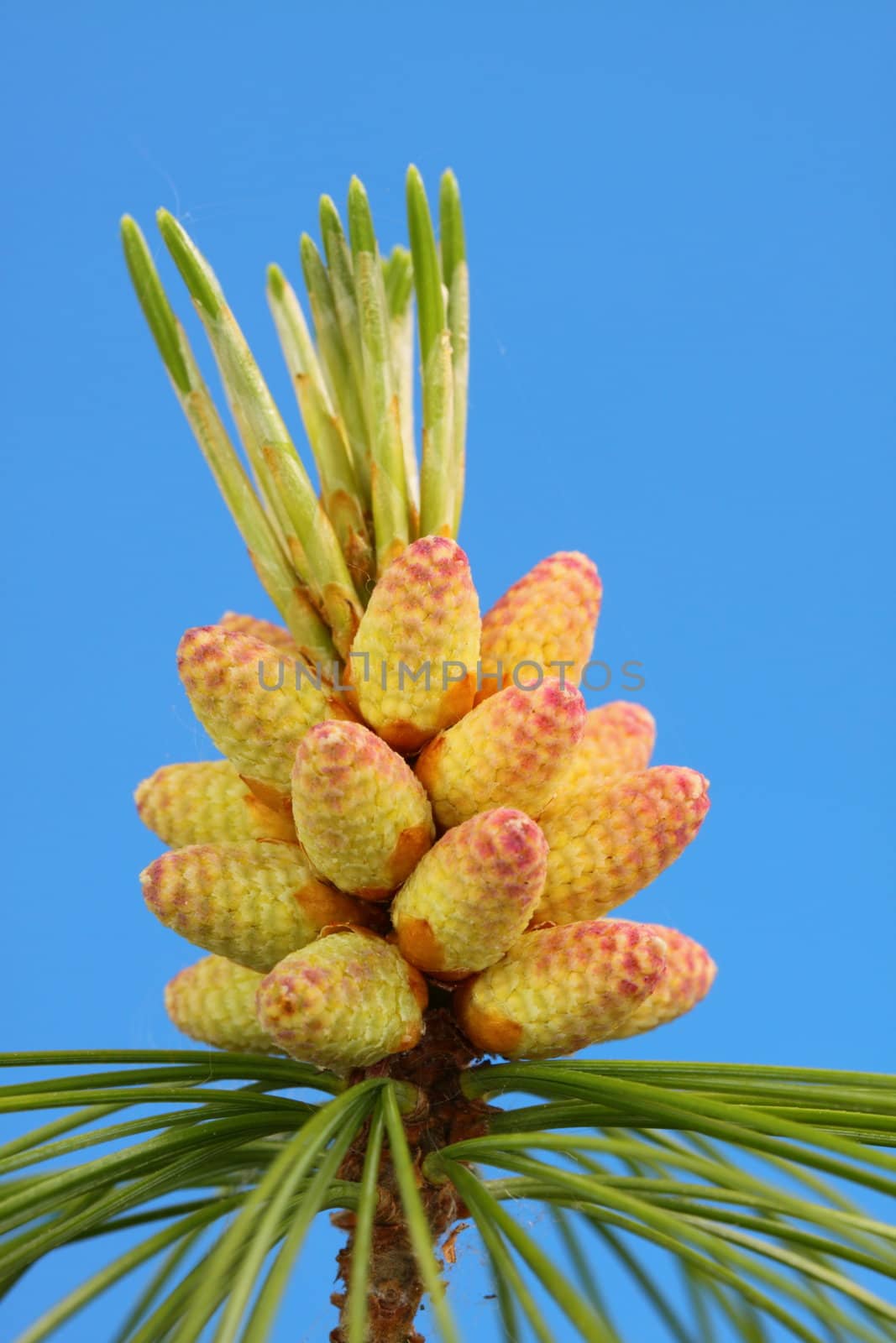 pine cones