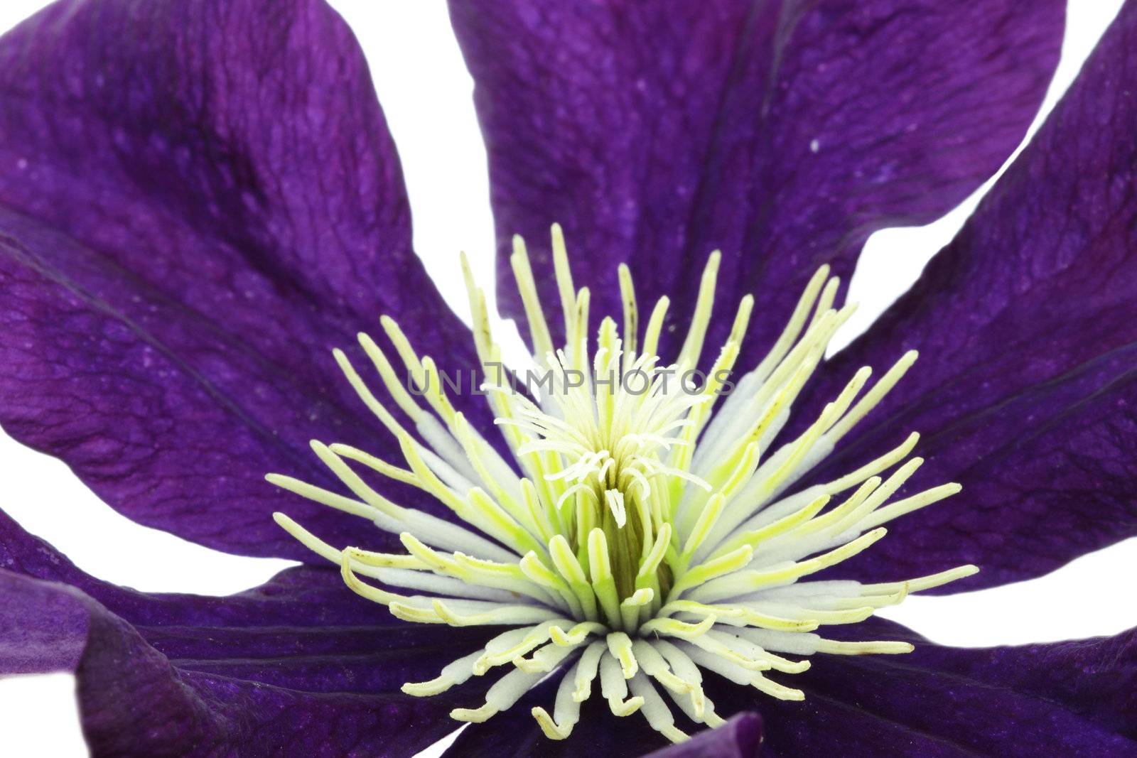 Macro of Clematis stamen and pistil against a white background.  Shallow DOF.