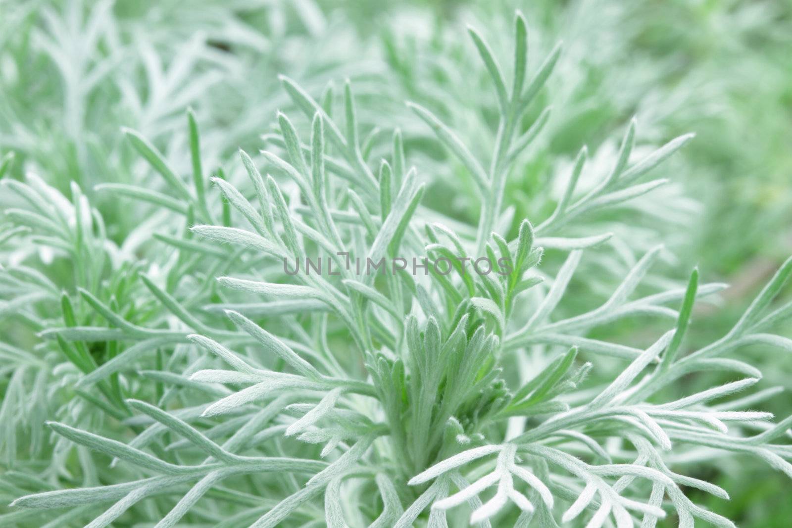 Macro of soft feathery Silver Mound.