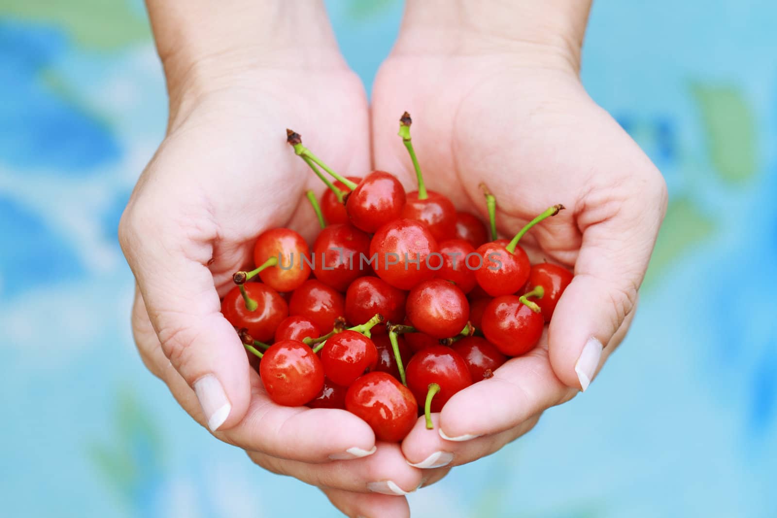 Woman offers freshly picked cherries. Shallow DOF.