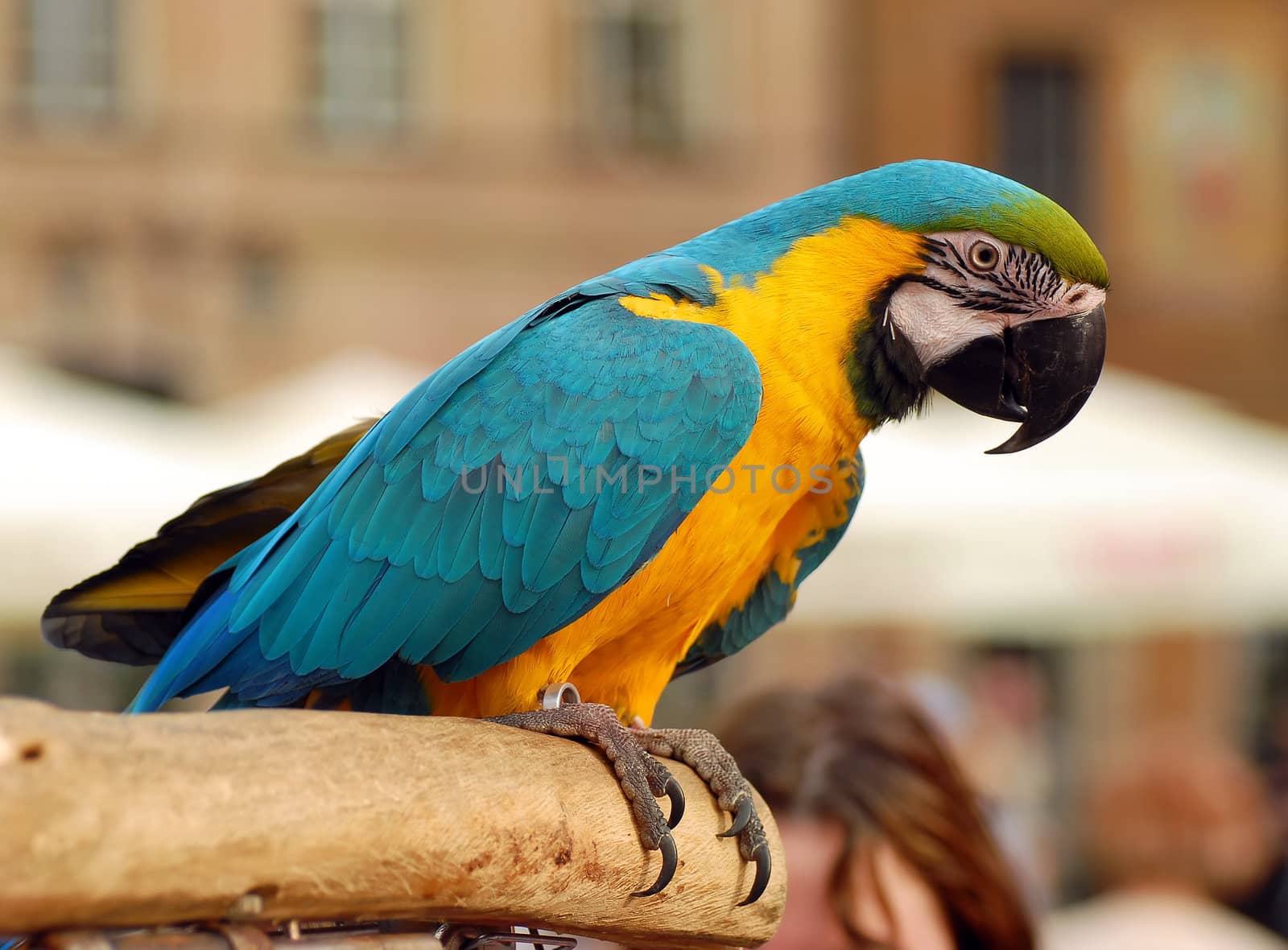 Parrot sitting on wood. Urban background out of focus.