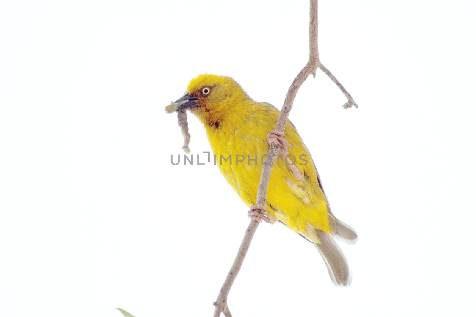 yellow bird with a worm in its beak