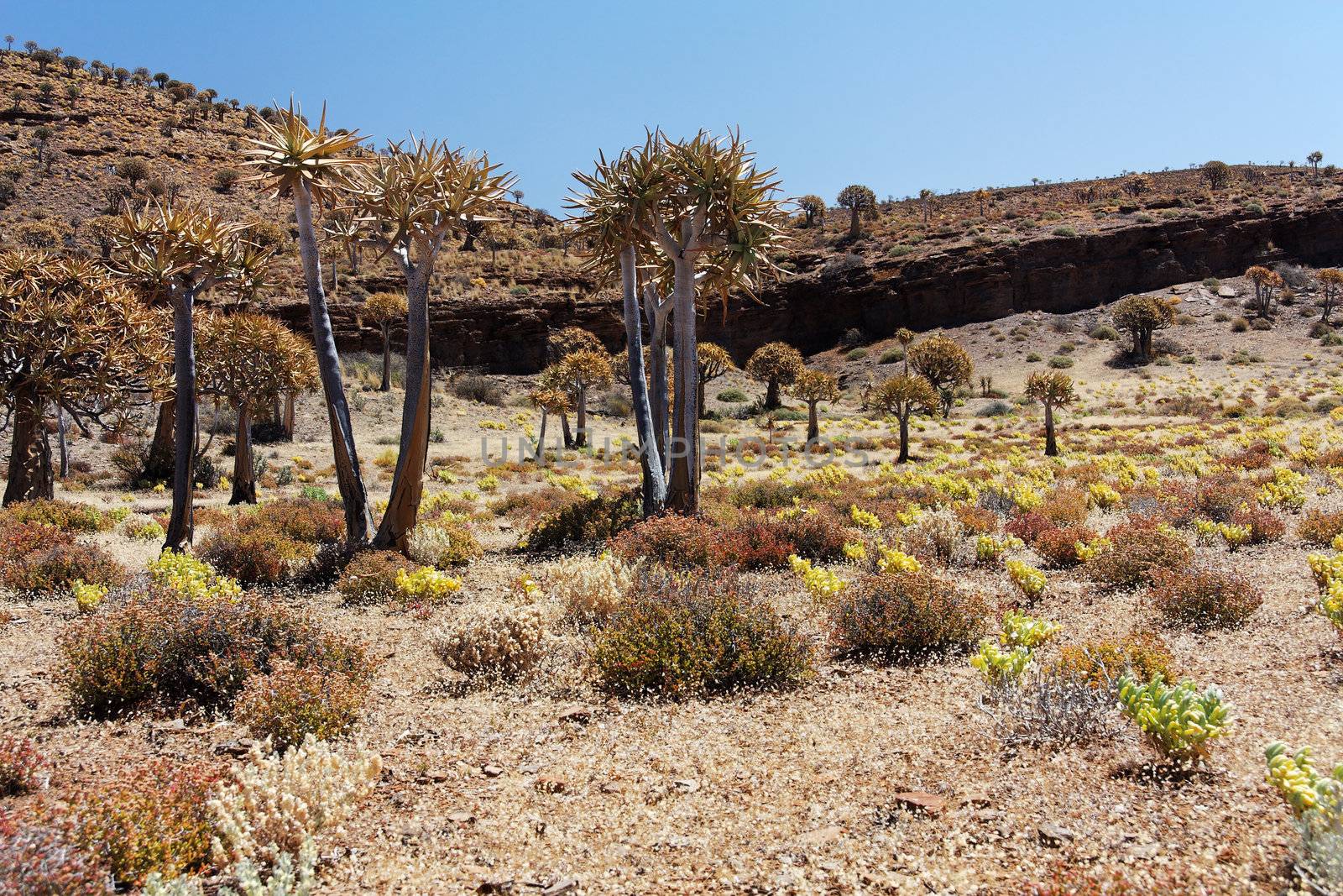 flourishing landscape in South Africa with quiver trees