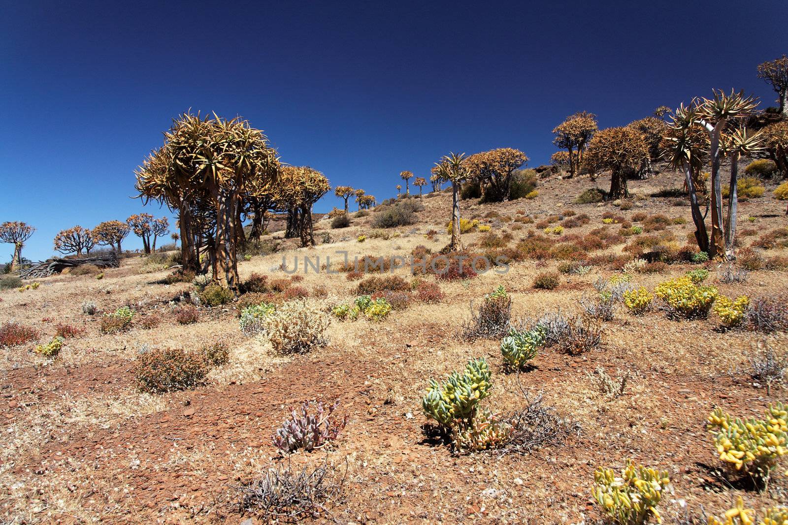 typical South African landscape