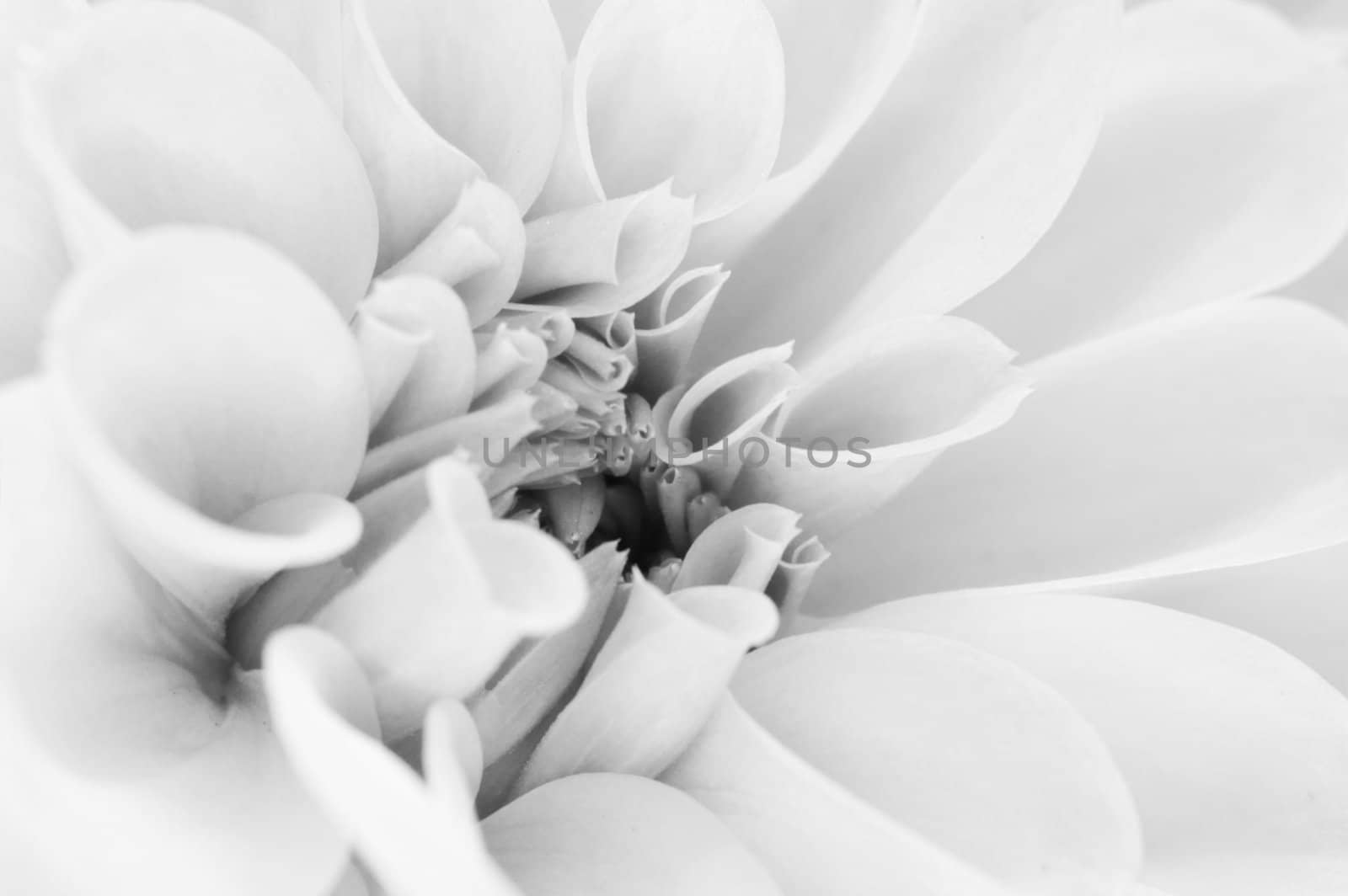 The close up center of dahlia flower