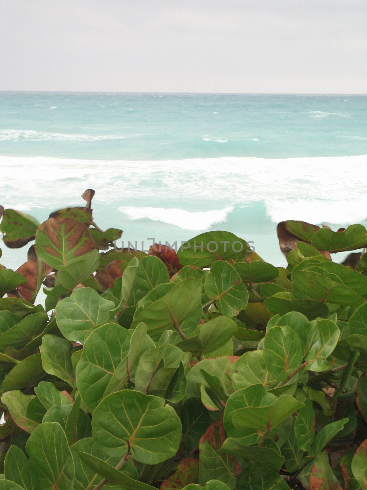 tropical ocean view by mmm